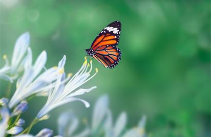 Легенда о бабочке