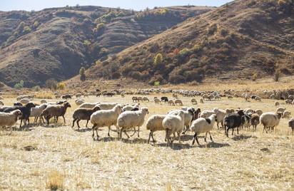 Армения Эрмон 12+