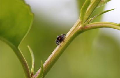 Данные об энцефалите в Башкирии