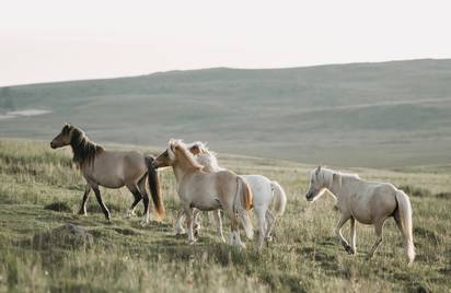 История рысистых лошадей в России