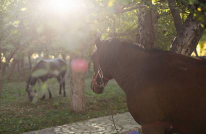 Армения Эрмон 12+